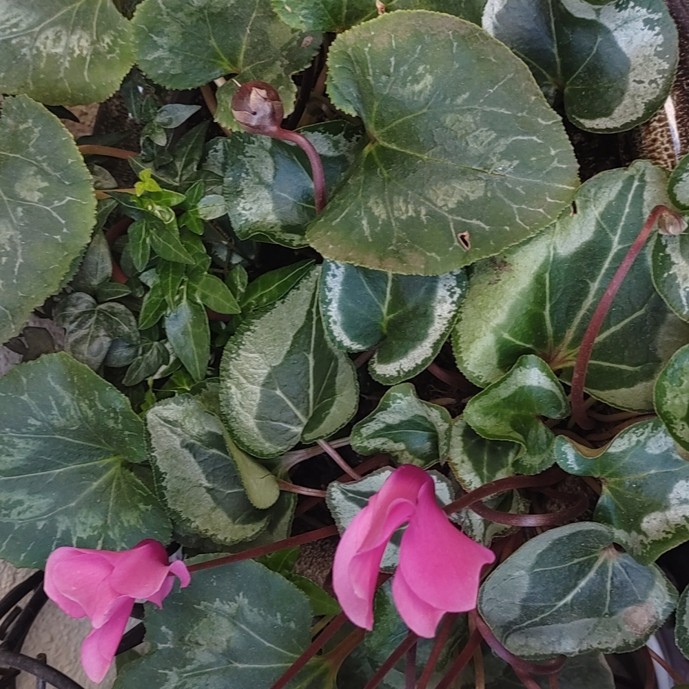 This is Hello - Picture 2 of 3